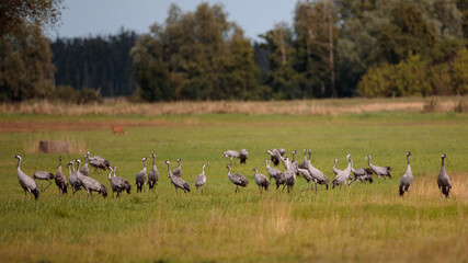 Kraniche und Reh fressen gemeinsam auf einem Feld