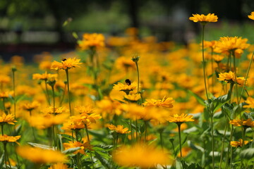 żółte kwiaty © Wojciech