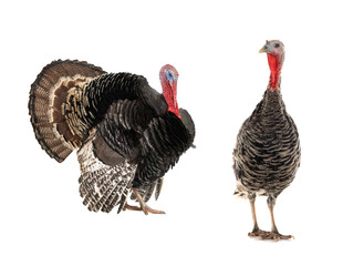 Fototapeta premium male and female turkeys isolated on a white
