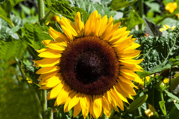 Sunflower, blossom, in a field, Mainau Island, Baden-Württemberg, Germany, Europe