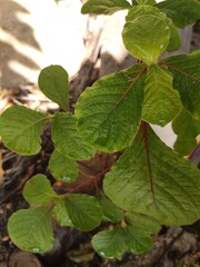 Beautiful little tree