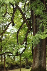 大きな銀杏の大木