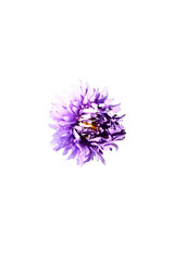 Purple flower isolated on white background. Close-up. Top view.
