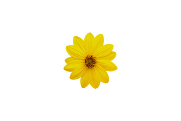 Autumn yellow flower isolated on white background. Close-up. Top view.