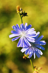 Chicory flowers on a blurred background. Close-up.