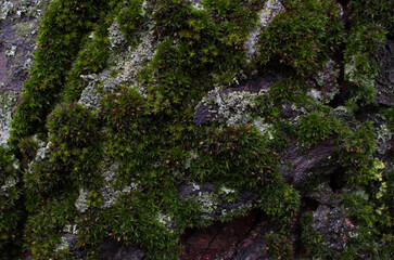moss on a tree trunk