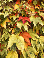autumn leaves background