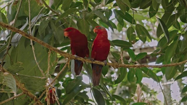 Group of parrots lory with blue and black feathers in the usual habitat in the forest