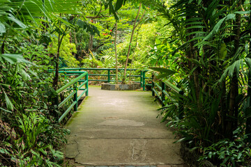 Obraz premium Walkway Lane Path With Green Trees in Forest. Beautiful Alley In Park. Pathway Way Through Dark Forest