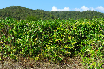 Fototapeta na wymiar Scene of plantation on tea. Tea leaves on brushes in foreground. selective focus