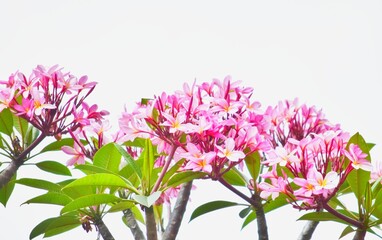 Frangipani Flower -Frangipani flowers bloom on a white background