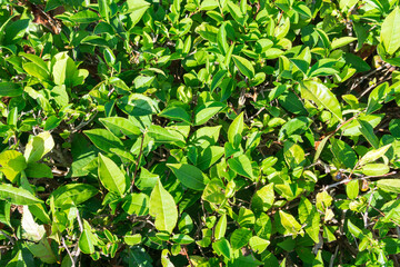 Green leaves bush plant background, Nature. tea plantation