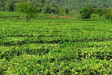 Fototapeta na wymiar Green tea and fresh leaves in the tea plantations.