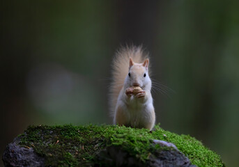 White squirrel (leucistic red squirrel) standing on some green moss eating a peanut in the forest in the morning light in Canada