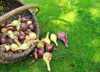 Red and yellow onion as background image. Harvest.