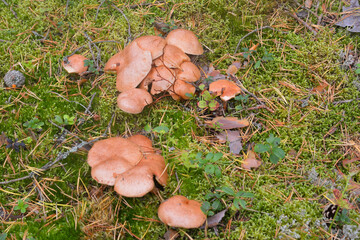 Group of mushrooms Suillus bovinus.