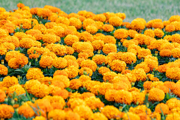 Tagetes erecta, the Mexican marigold or Aztec marigold is a species of the genus Tagetes native to Mexico.