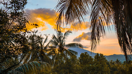 Fototapeta na wymiar palm trees at sunrise 