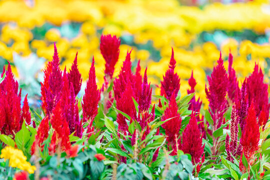 Celosia is a small genus of edible and ornamental plants in the amaranth family, Amaranthaceae.