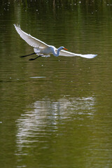 Great White Egret