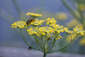 bee on flower