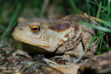 Rospo di notte nell'erba
