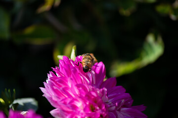 Bee sitting on a pink flower