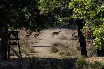 deers