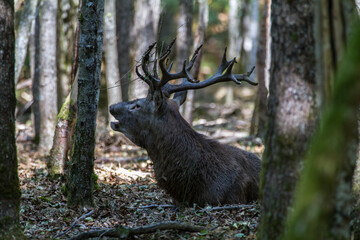 deer in the forest