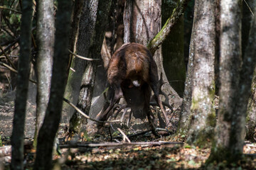 deer in the forest