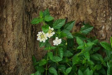 White trailing lantana flowers