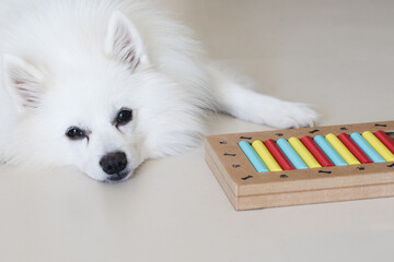 Dog playing Intellectual game. Training game for dogs.