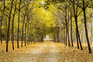 autumn in the park