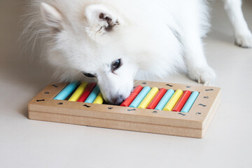 Dog playing Intellectual game. Training game for dogs.