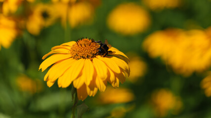 żółte kwiaty © Wojciech