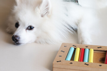 Dog playing Intellectual game. Training game for dogs.