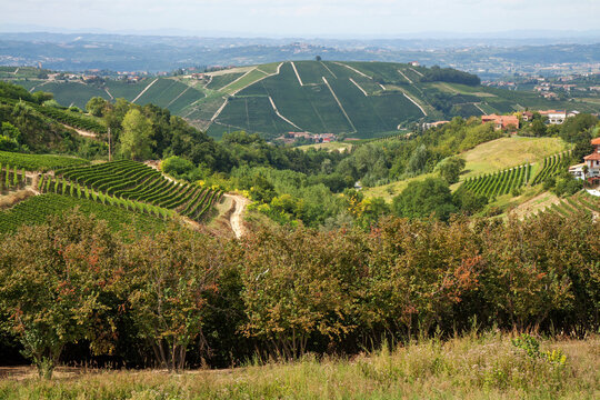 Piedmont, Italy: Vines, hazelnut trees, scattered farms and small villages characterize the landscape 