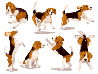 Fototapeta Cute cool beagle puppy set. Collection of flat plaing dog in various poses and actions. Vector illustration of domestic pet behavior  obraz