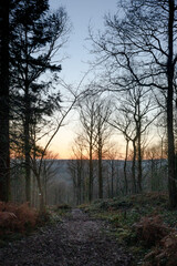 A beautiful gradiated sunset in the forest