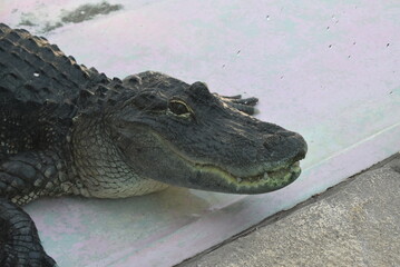 ワニの横顔