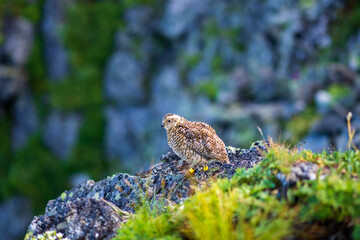 moss on the rocks