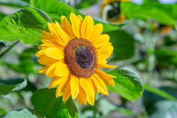 Yellow large sunflower on a bright summer day