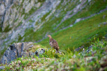 moss on the rocks