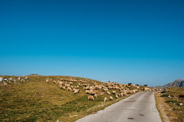 Sheeps on a mountain farm in Montenegro.