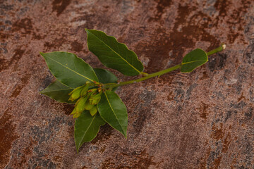 Green young aroma Laurel branch