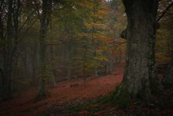 Fototapeta premium View of mystic forest in the autumn season