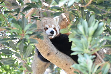 レッサーパンダ
