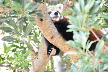 レッサーパンダ