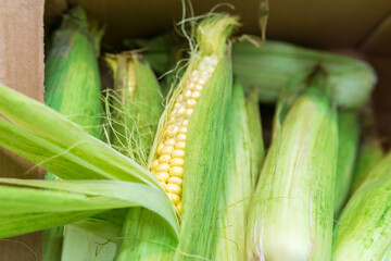 raw, sweet corn in a supermarket or grocery store close-up