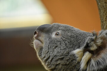 コアラの横顔